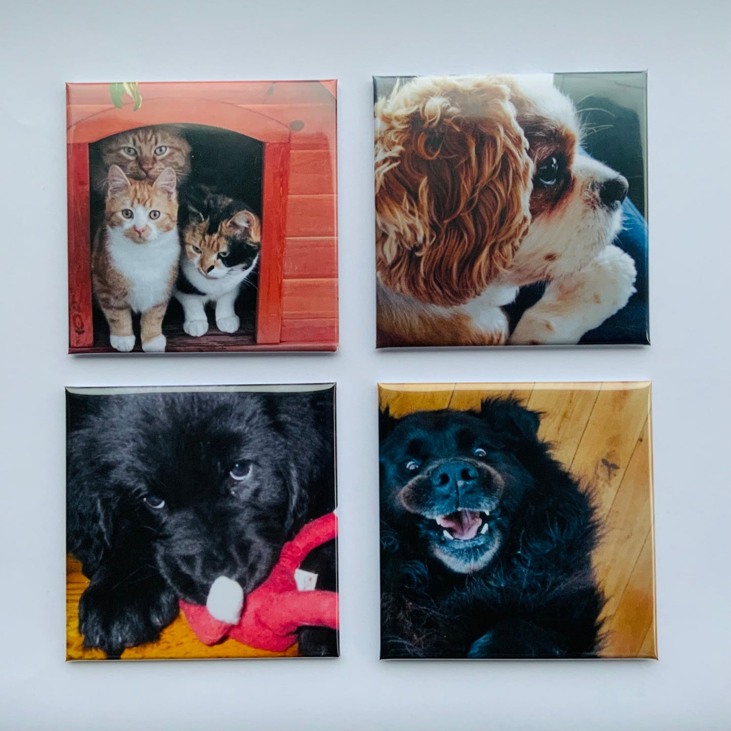 Photo
Magnet
Personalised magnets
Unique magnets
Memories
Magnets memories
Photo memories
Pets
Dogs
Cats
Birthdays
Weddings
Anniversaries
Special Occasions